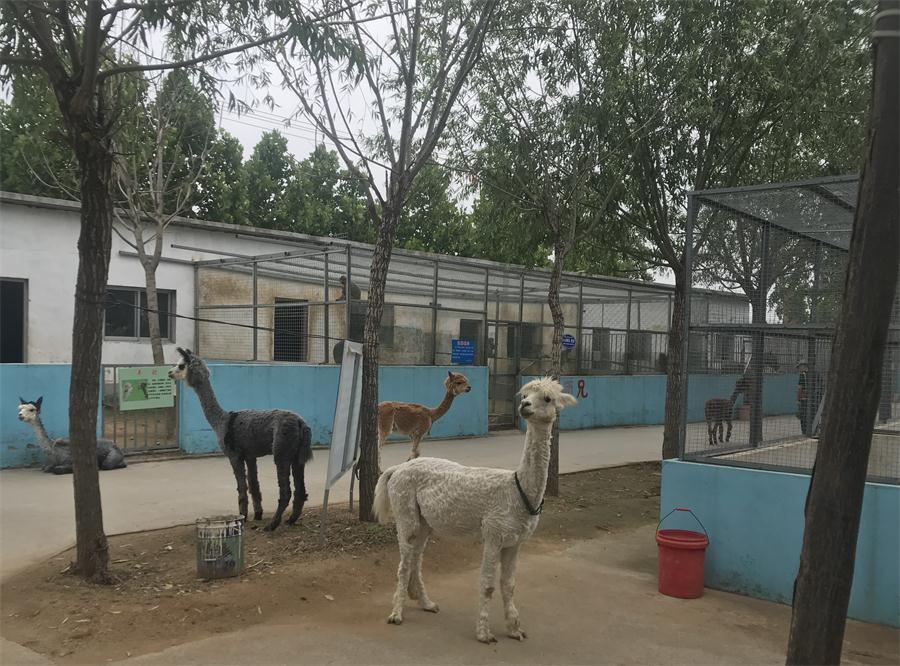 天鵝湖風(fēng)景區(qū)（泰山）速覽！(圖4)