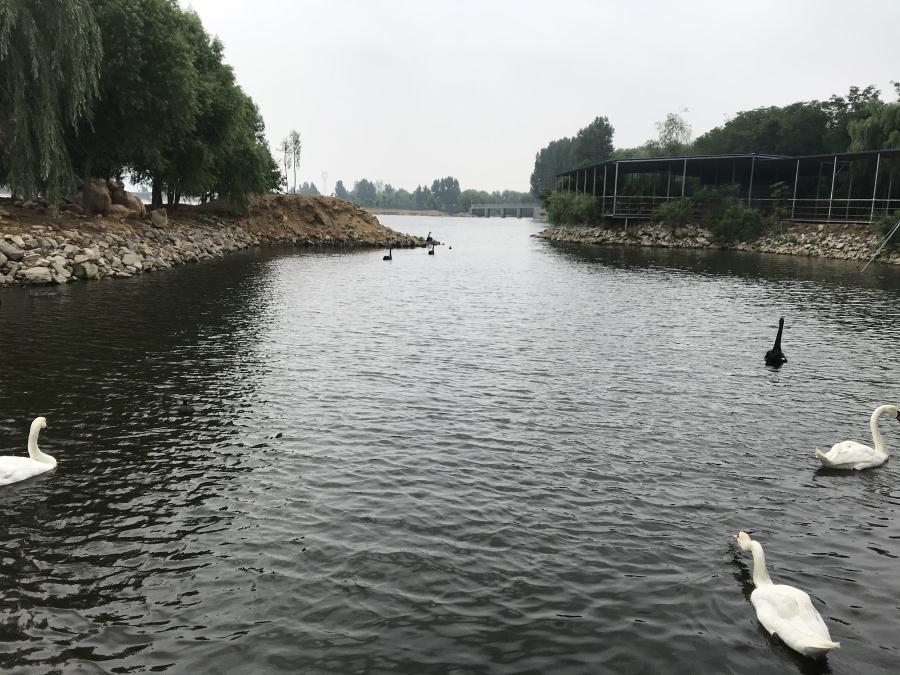 天鵝湖風(fēng)景區(qū)（泰山）速覽！(圖14)