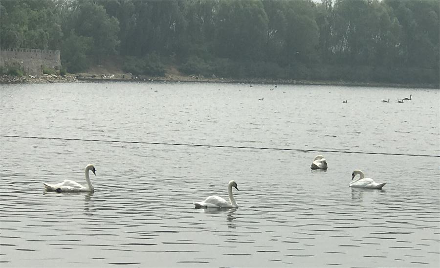 天鵝湖風(fēng)景區(qū)（泰山）速覽！(圖18)